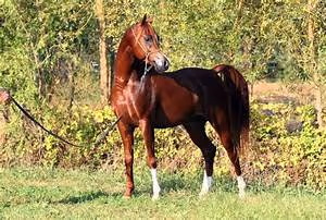 Bungee jumping adventures