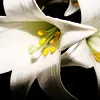 LiLi