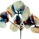 krisol