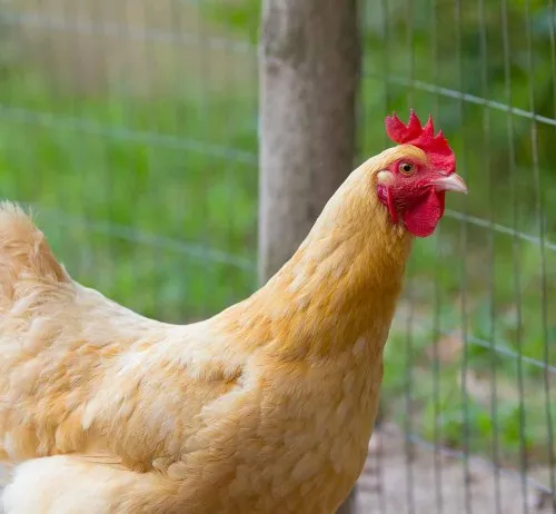 chickens on Somnia