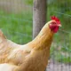 chickens on Somnia