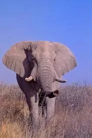 Railway adventures abroad