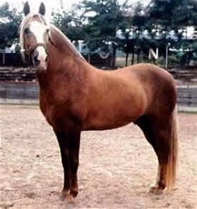 Green lifestyle adoption