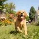 GOOD BOI