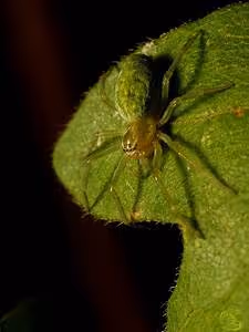 Olympian legends revisited