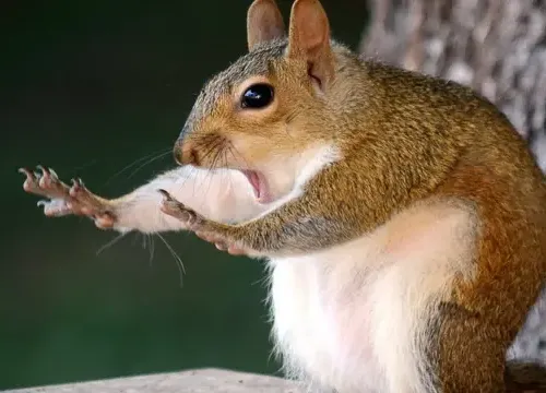 SQUIRELL