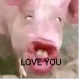 PIGLOVE
