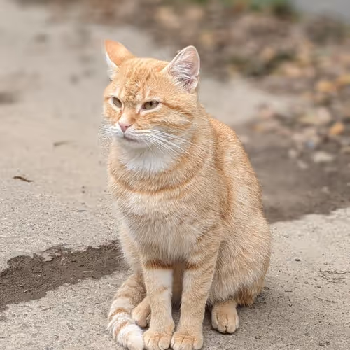 FOREST CAT