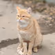 FOREST CAT