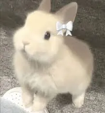 hjsk