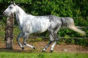 Inner peace practices