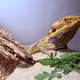derik