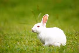 rabbit