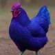 somchick