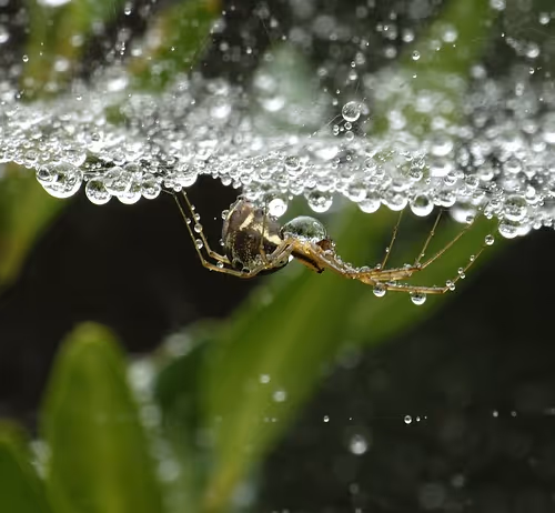 Culinary delights exploration