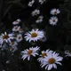 nothing