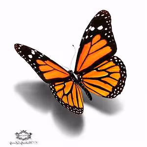 Mindfulness and meditation