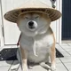 ETHDOGE