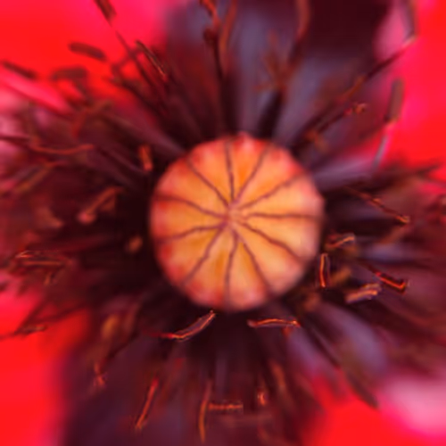 MACRO