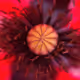 MACRO