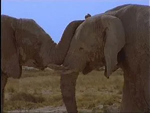 Protecting furry friends