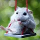 hamster somi