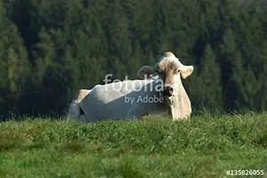 Nature conservation initiatives