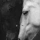 Black and White