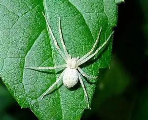 Elevated lodging retreats