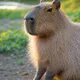 Capybaras