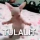 Tulalit