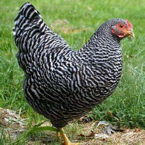 Fitness and wellness regimes