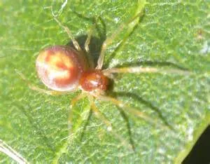 Summiting majestic peaks