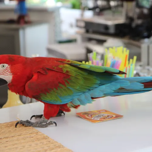 Parrot