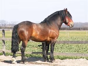 Treasure hunting escapades