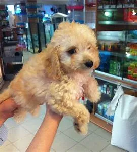 Spa and wellness retreats