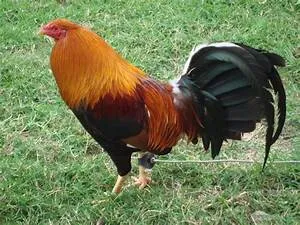 Mountaineering conquests