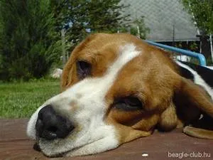 Ancient martial arts mastery