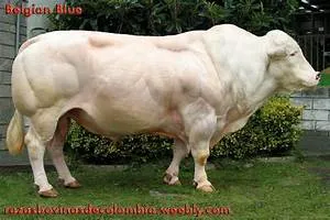 Mobile home adventures