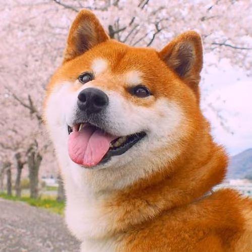 Dog Somi
