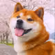 Dog Somi