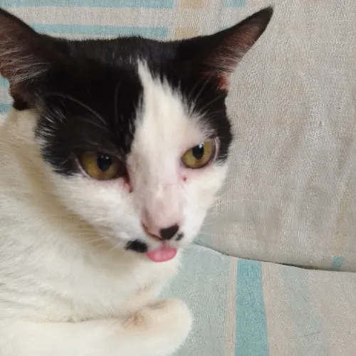Meeeooow