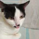 Meeeooow