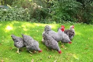 Adrenaline-fueled leaps