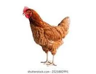 chiken26