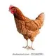 chiken26