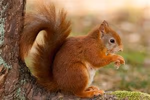 Fluency through immersion