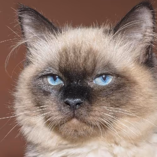 Community service abroad