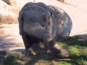 Interstellar travel dreams