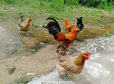 WAEGAERGA